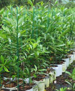 Magnolia virginiana Australis trees