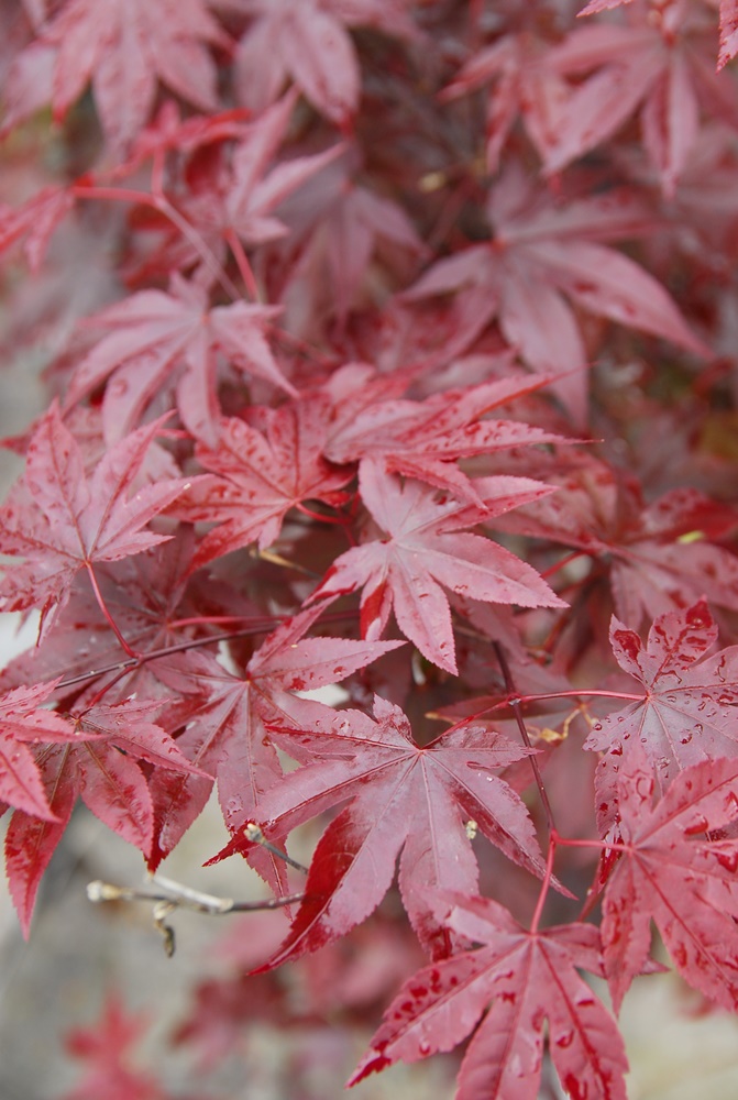 Acer palmatum atropurpureum, Japanese Red Maple - Image 2