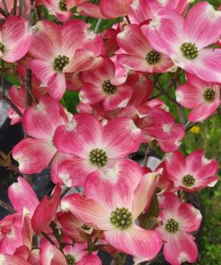Cornus florida, Cherokee Brave