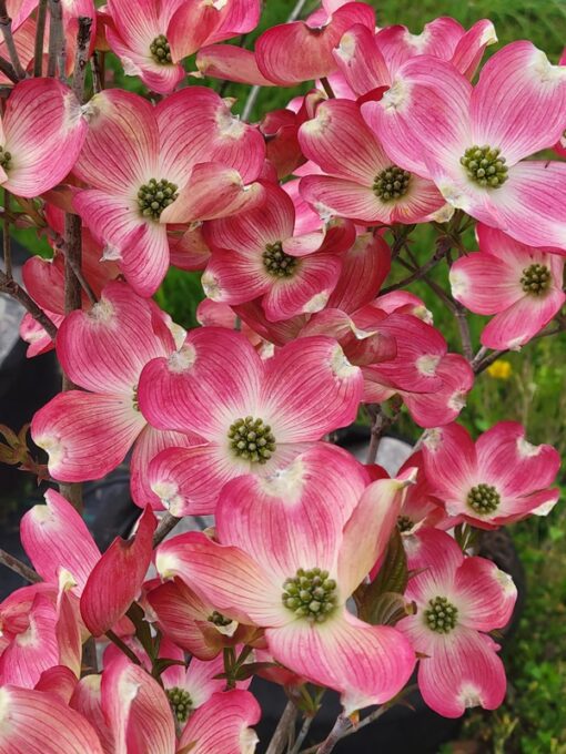 Cornus florida, Cherokee Brave