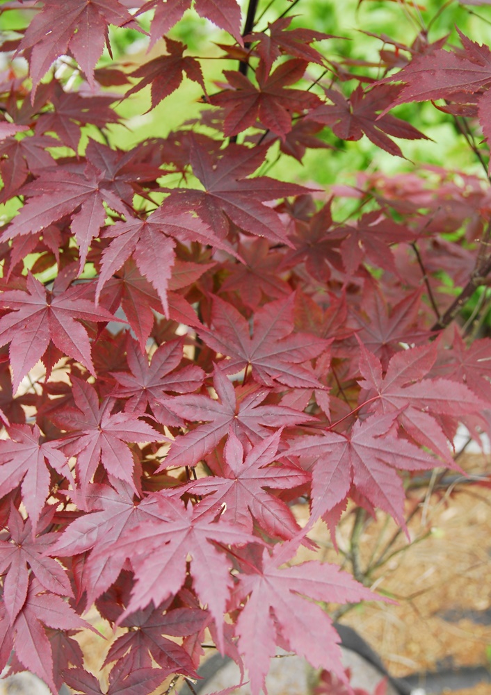 Acer palmatum atropurpureum, Japanese Red Maple - Image 3