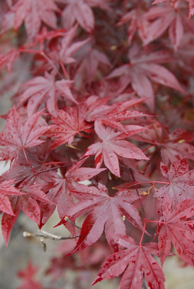 Acer palmatum atropurpureum