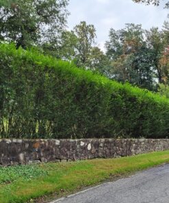 Ligustrum ovalifolium