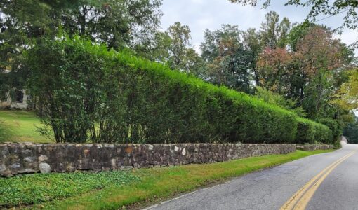 Ligustrum ovalifolium