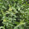 Ligustrum ovalifolium