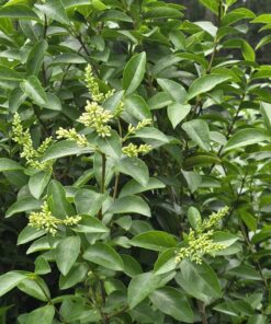 Ligustrum ovalifolium