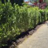 Ligustrum ovalifolium, Privet