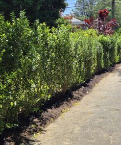 Ligustrum ovalifolium, Privet